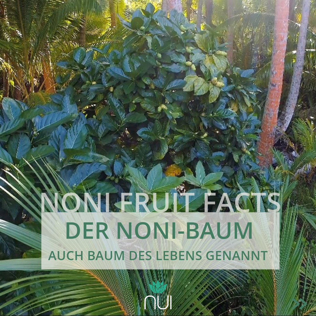 Noni-Lebensbaum