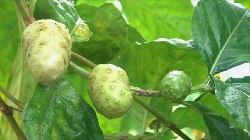 NONIFRUCHT-am-Noni-Baum